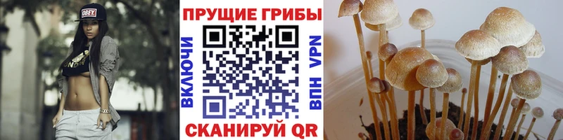 Псилоцибиновые грибы прущие грибы  Пустошка 